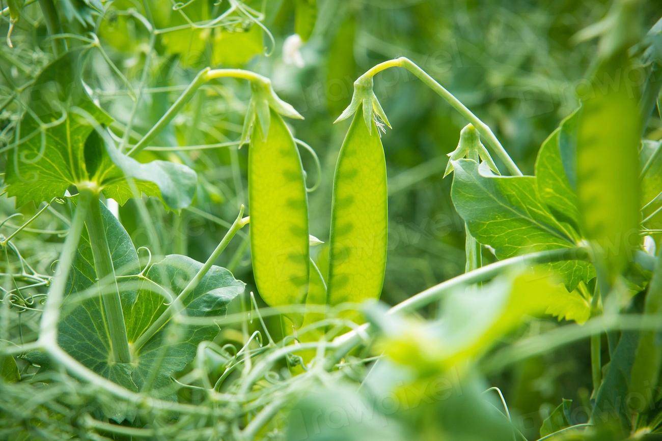 The Vintage Crop Rotation Rule Modern Gardens Skip