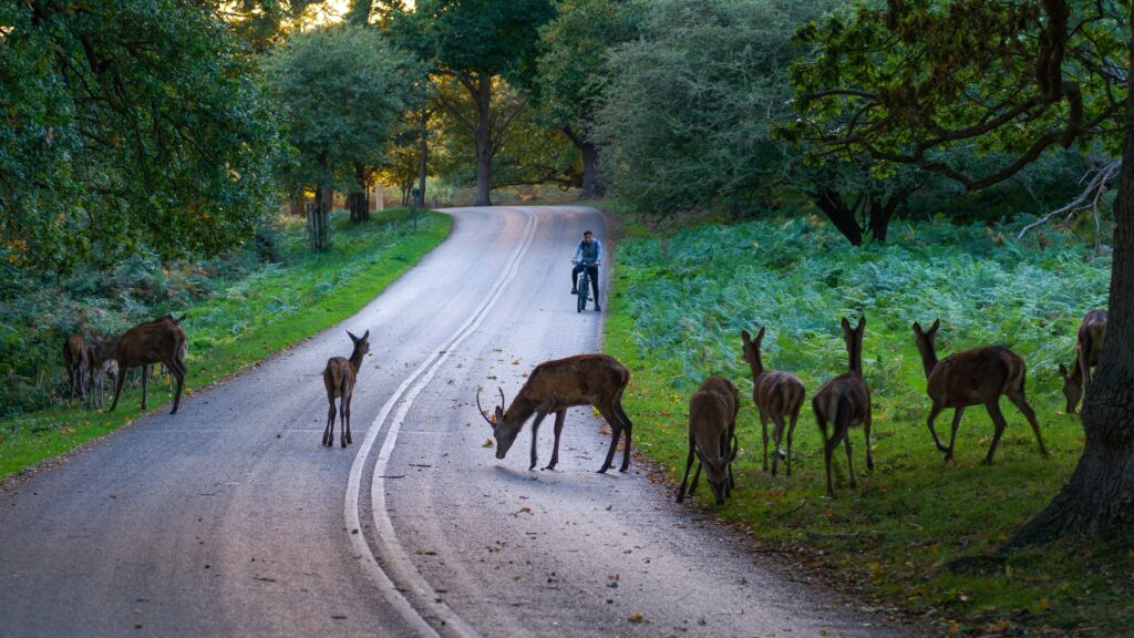 Why Deer Freeze Instead of Running From Headlights - Featured image