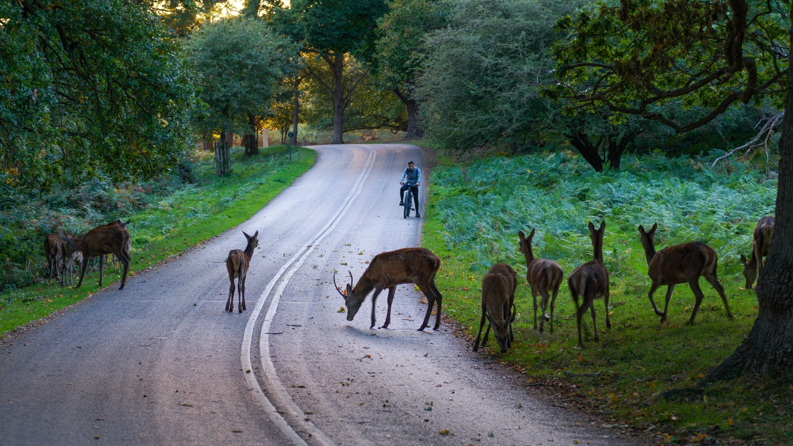 Why Deer Freeze Instead of Running From Headlights