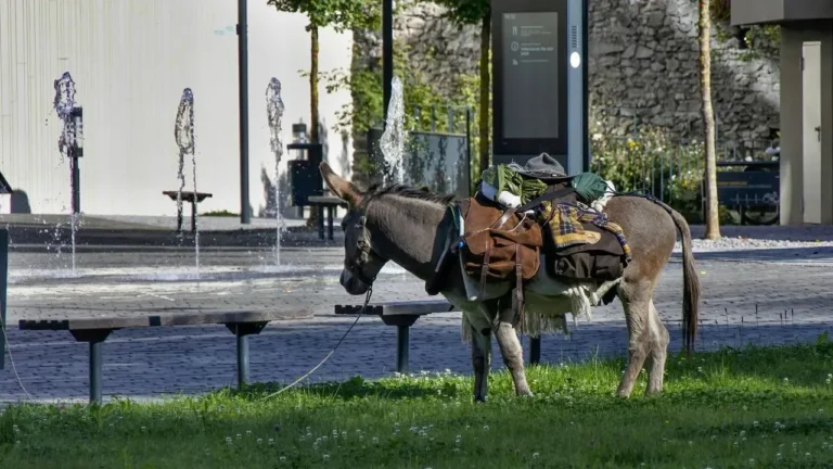 Georgia Police Kill Pet Donkey HeeHaw in Search - Featured image