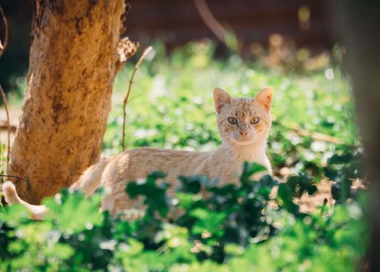 5 Common Backyard Plants Vets Say to Rip Out Immediately - Featured image
