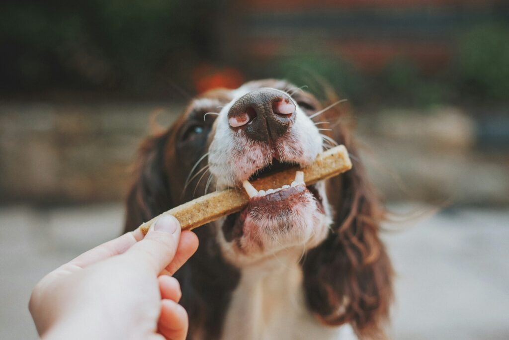 The Common Training Mistake That Confuses Puppies Most - Featured image