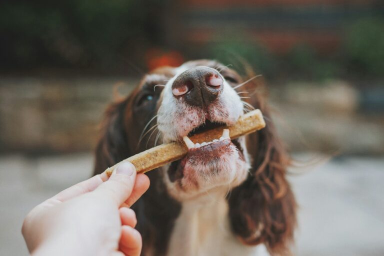 The Common Training Mistake That Confuses Puppies Most - Featured image