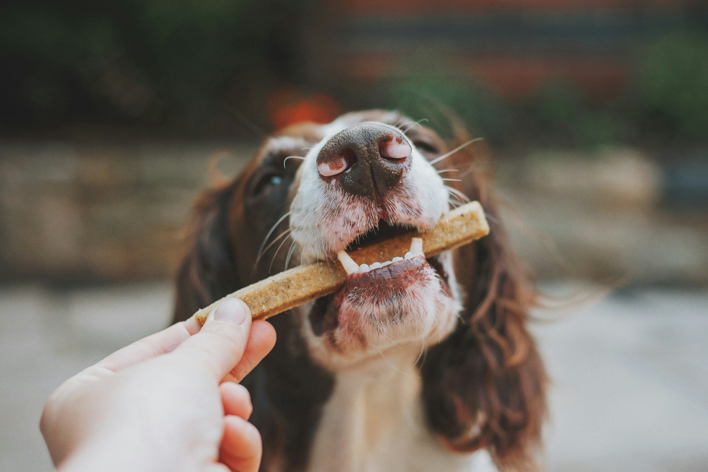 The Common Training Mistake That Confuses Puppies Most