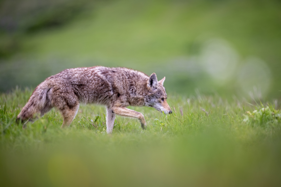 The Coyote Behavior That Means It's Lost Its Fear of Neighborhoods