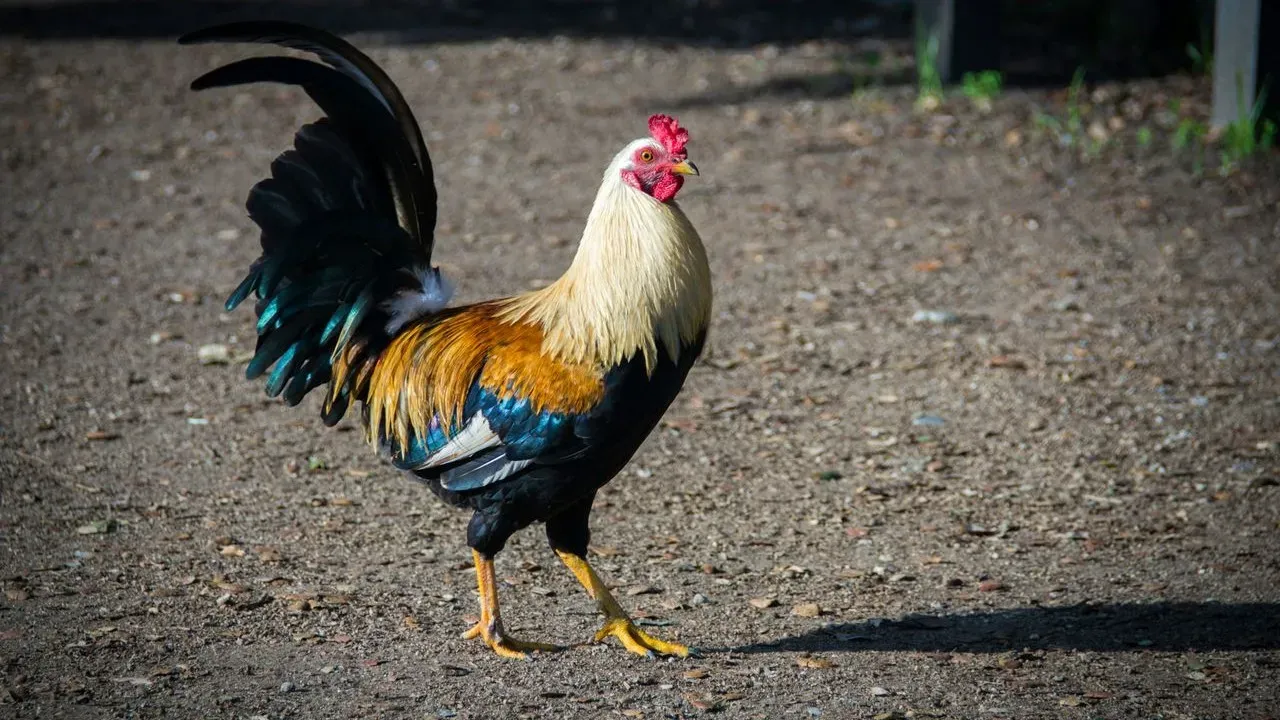 From Day-Old Chick to Unruly Protector: Why One Family Rehomed Their Rooster Earl