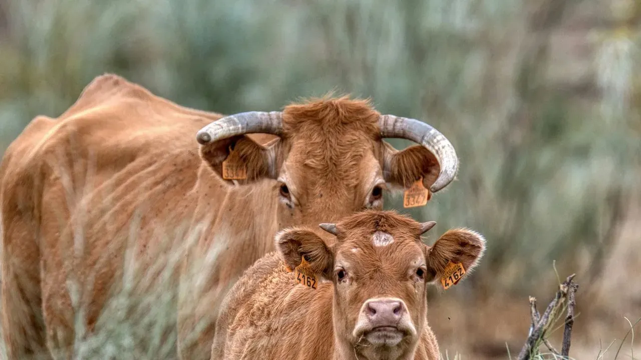 Thinking of Adding a Family Cow? Tools and Precautions to Consider First
