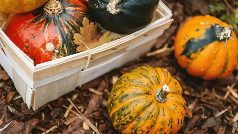 Frost Dates Beat Growing Zones for Fall Planting - Featured image