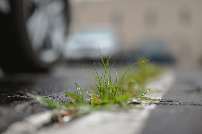 The Weeding Habit That Actually Spreads Weeds Faster - Featured image