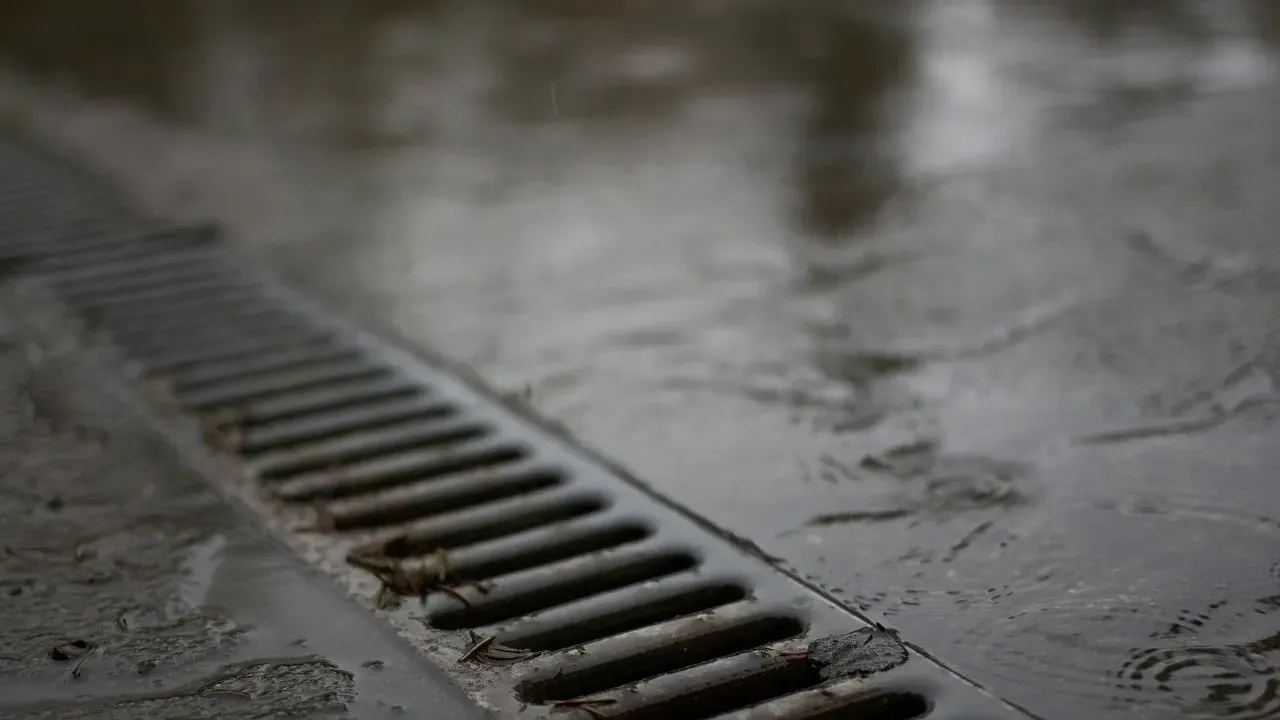 Mature Trees Silently Threaten Home Sewer Lines