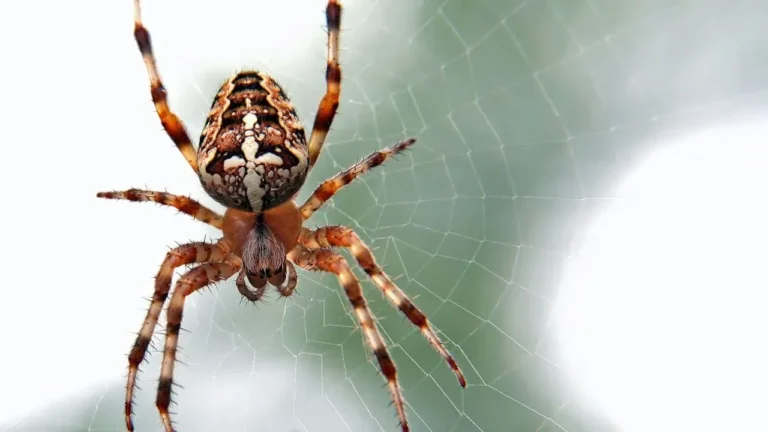 Wolf Spiders: The Garden Predators That Hunt Without Webs - Featured image