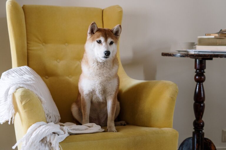 6 Apartment Friendly Dogs That Will Bring Joy To Your Day - Featured image