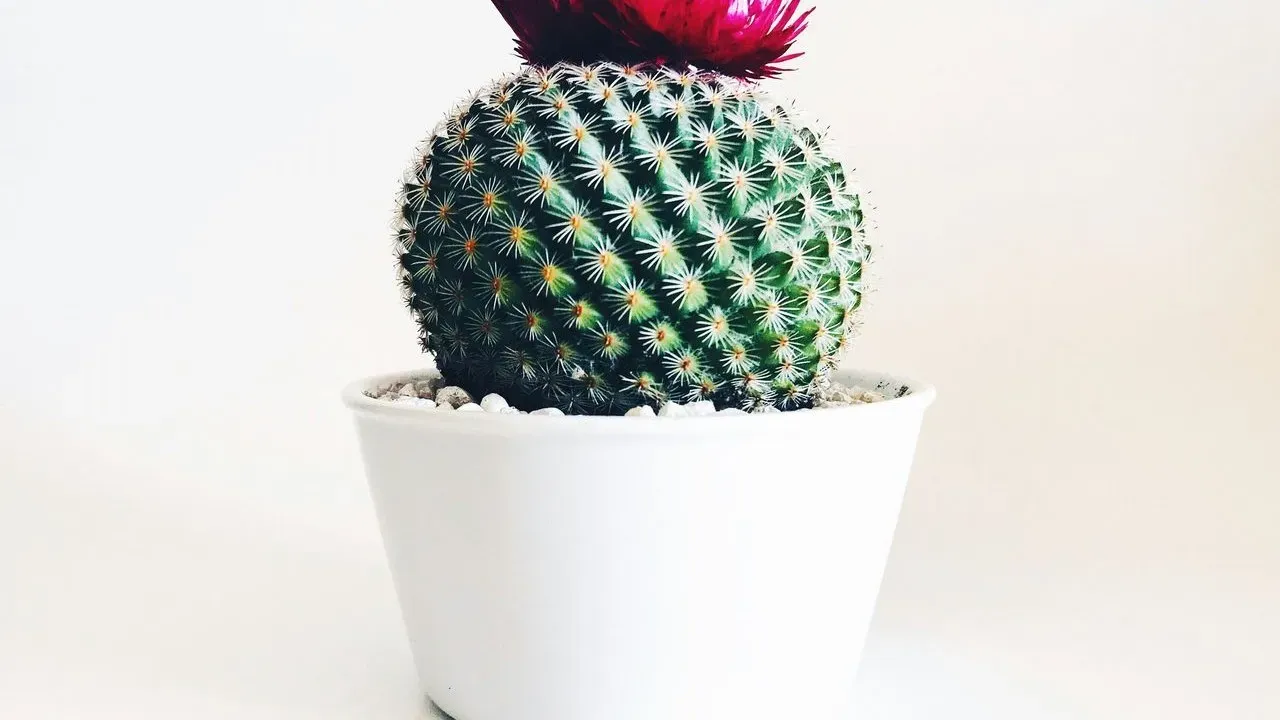 Mammillaria Cacti Crown Themselves in Blooms With Ease