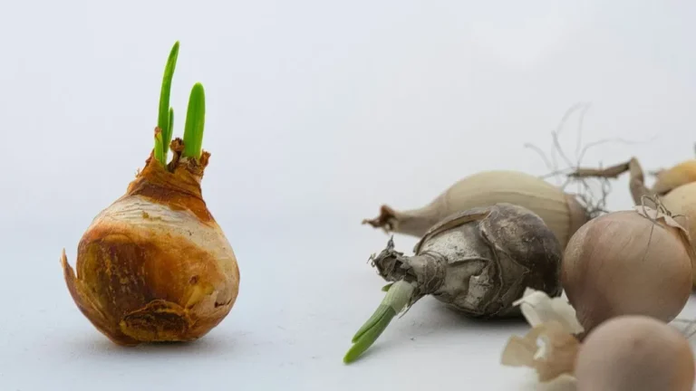 The Cold Treatment Spring Bulbs Actually Require for Reliable Indoor Winter Flowers - Featured image