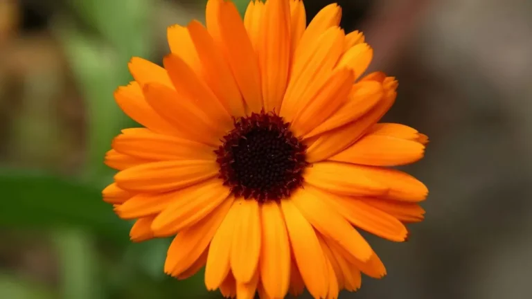 Calendula Extracts Inhibit Staph Bacteria Strongly - Featured image