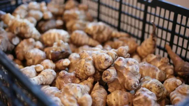 Jerusalem Artichokes Fall Short as Survival Crop - Featured image