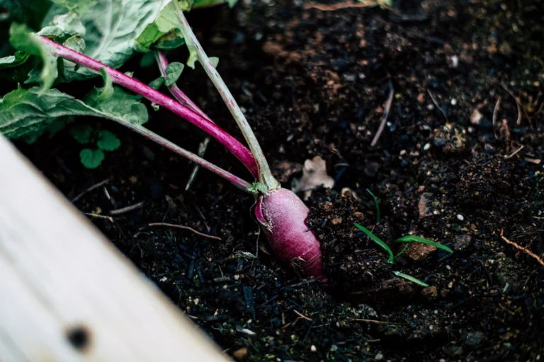 Why Dyed Mulch Might Be Leaching Chemicals Into Your Vegetables - Featured image