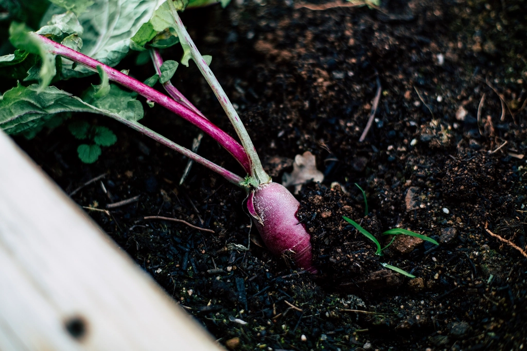 Why Dyed Mulch Might Be Leaching Chemicals Into Your Vegetables
