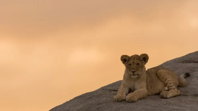 Abandoned at Three Weeks Old, Mountain Lion Cub Recovers After Leg Amputation - Featured image