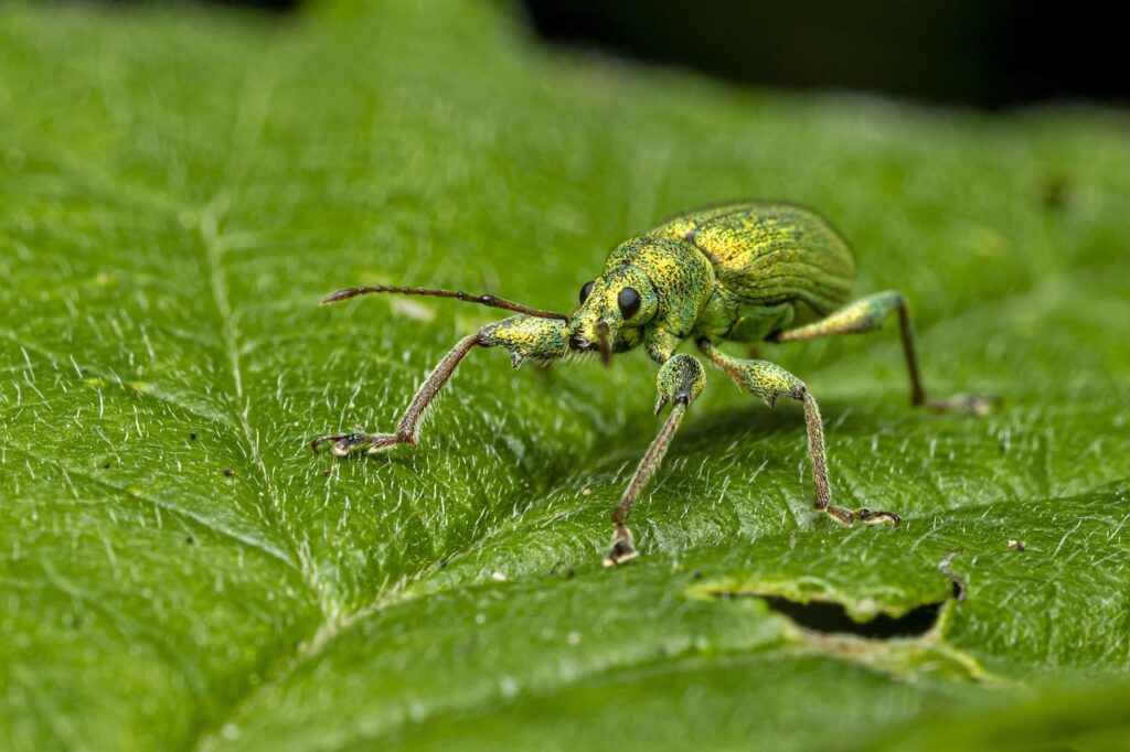 The Planting Mistake That's Attracting Garden Pests - Featured image