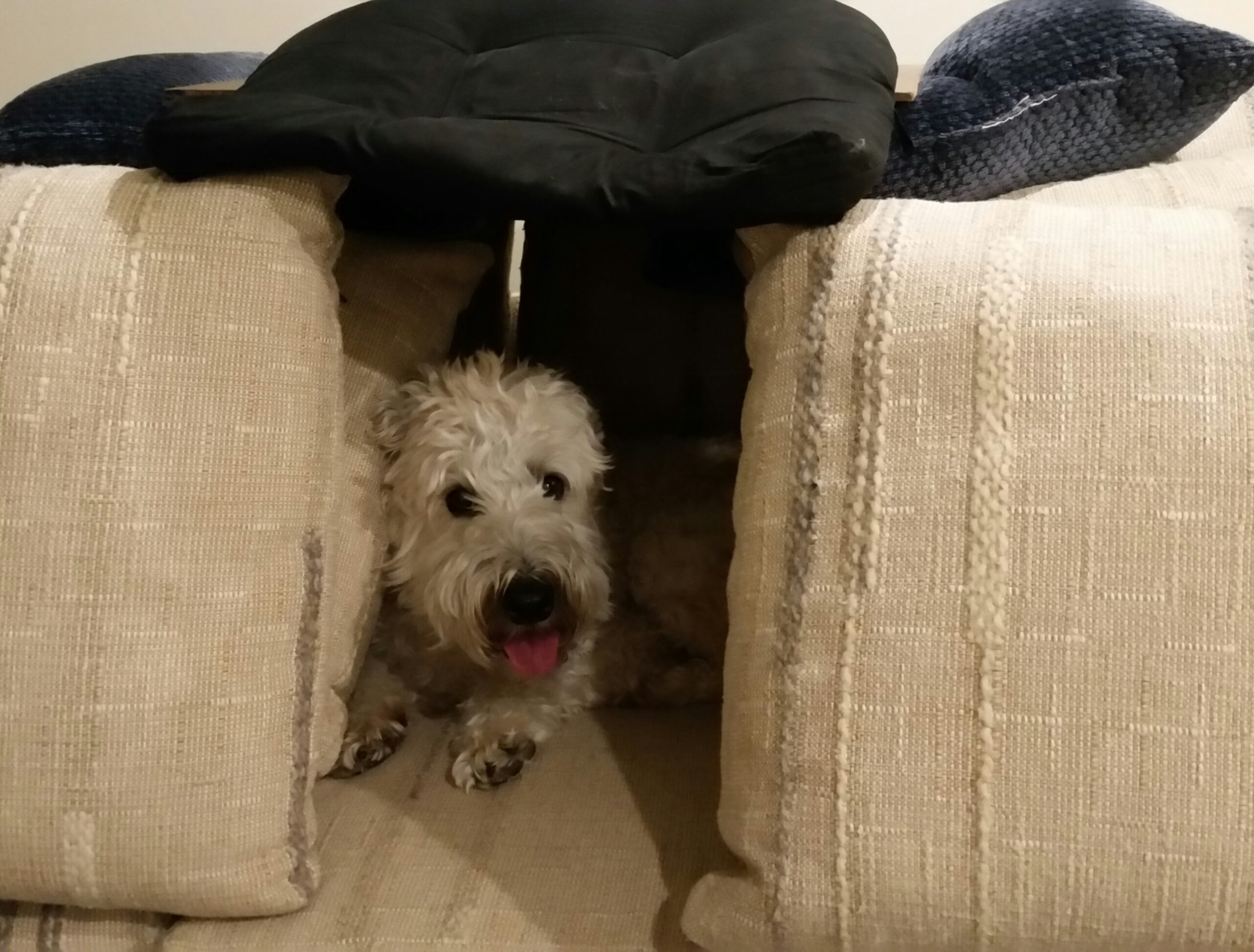 The Sound Only Dogs Can Hear Before a Storm Hits
