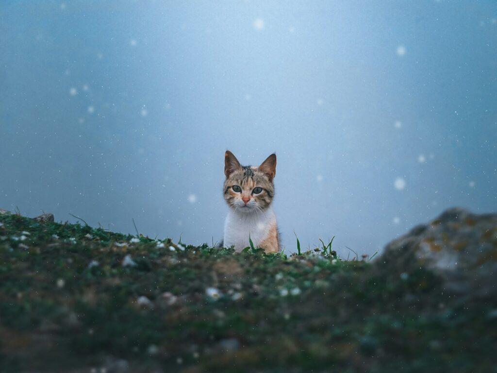 The Nighttime Habit That's Secretly Stressing Out Your Cat - Featured image
