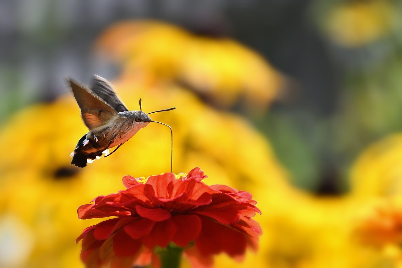 The Moth Trap Placement Mistake That Draws in More Than It Catches