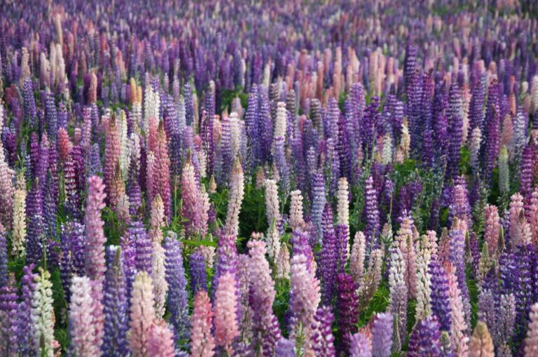 Why Your Lavender Turns Woody and Stops Flowering After Year Two - Featured image