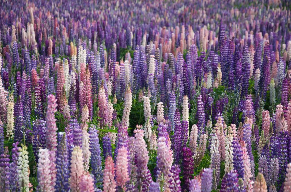 Why Your Lavender Turns Woody and Stops Flowering After Year Two