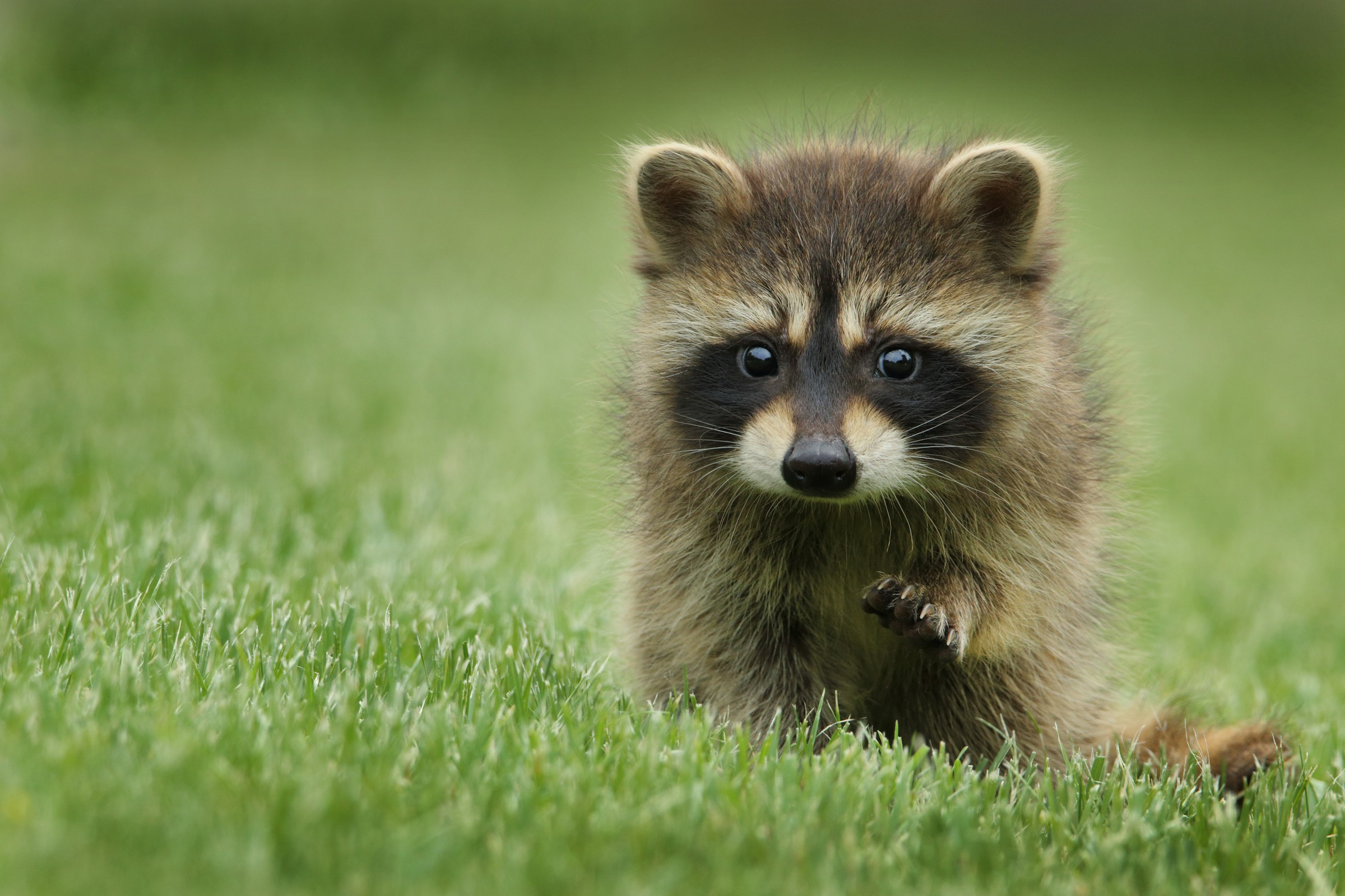 Why Raccoons Wash Their Food Before Eating It