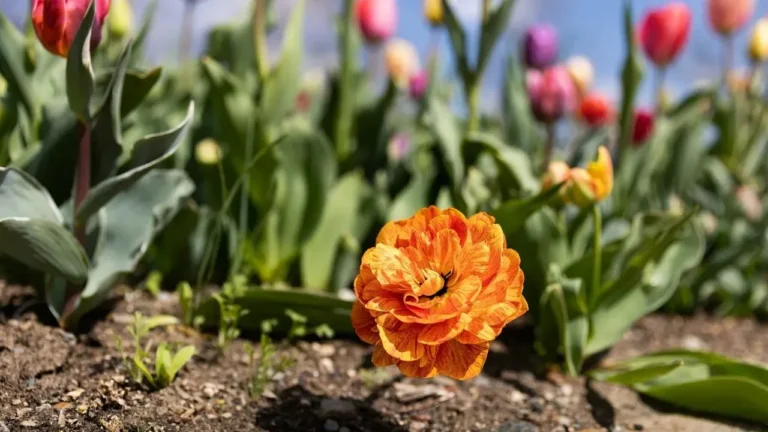 Massachusetts Garden Matures in Just Two Years - Featured image