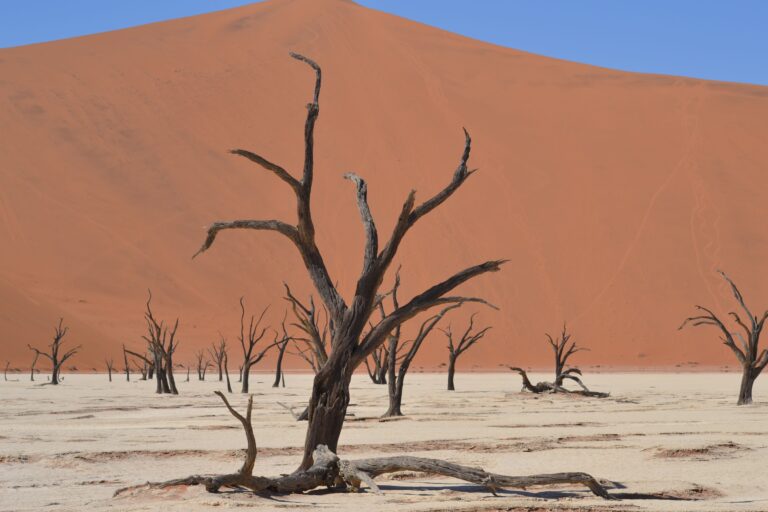 The Strange Way Trees "Remember" Past Droughts - Featured image