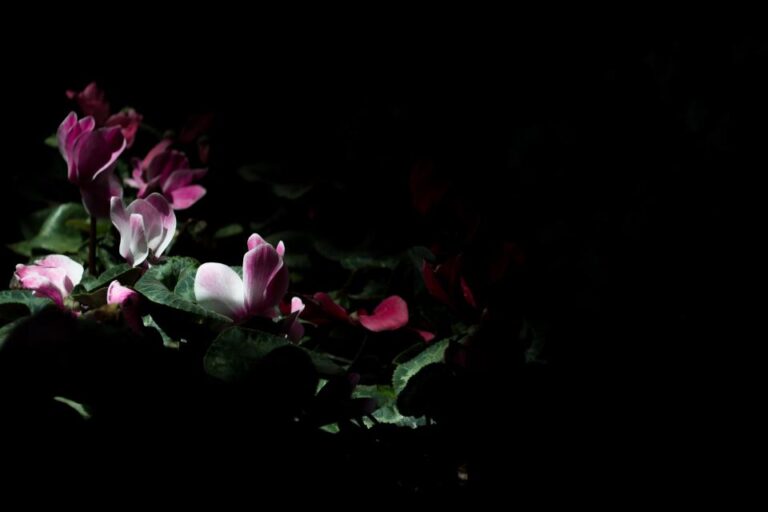 Why Some Flowers Only Smell Strong After Dark - Featured image