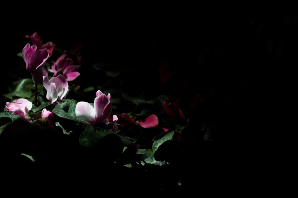 Why Some Flowers Only Smell Strong After Dark