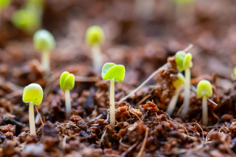 The Soil Testing Step Most Gardeners Skip and Regret - Featured image