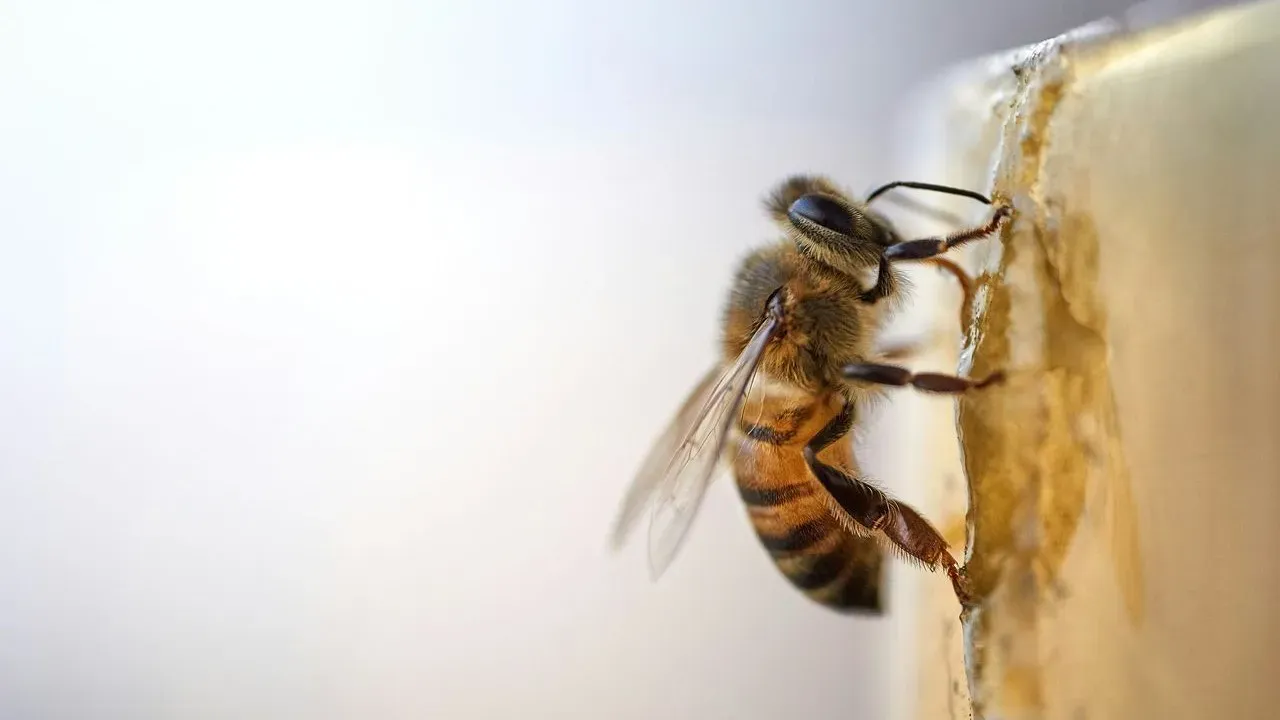 Bee Colonies Raise New Queens With Four Combs