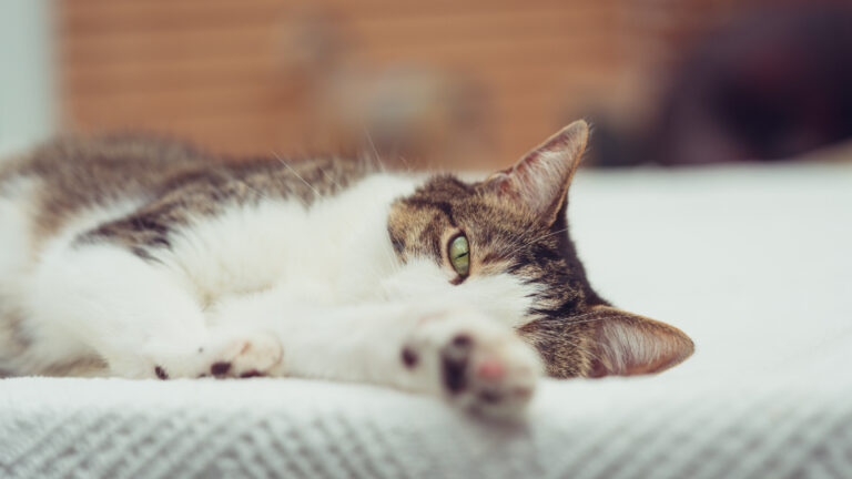 Why Cats Choose to Nap in the Most Inconvenient Spot in the House - Featured image