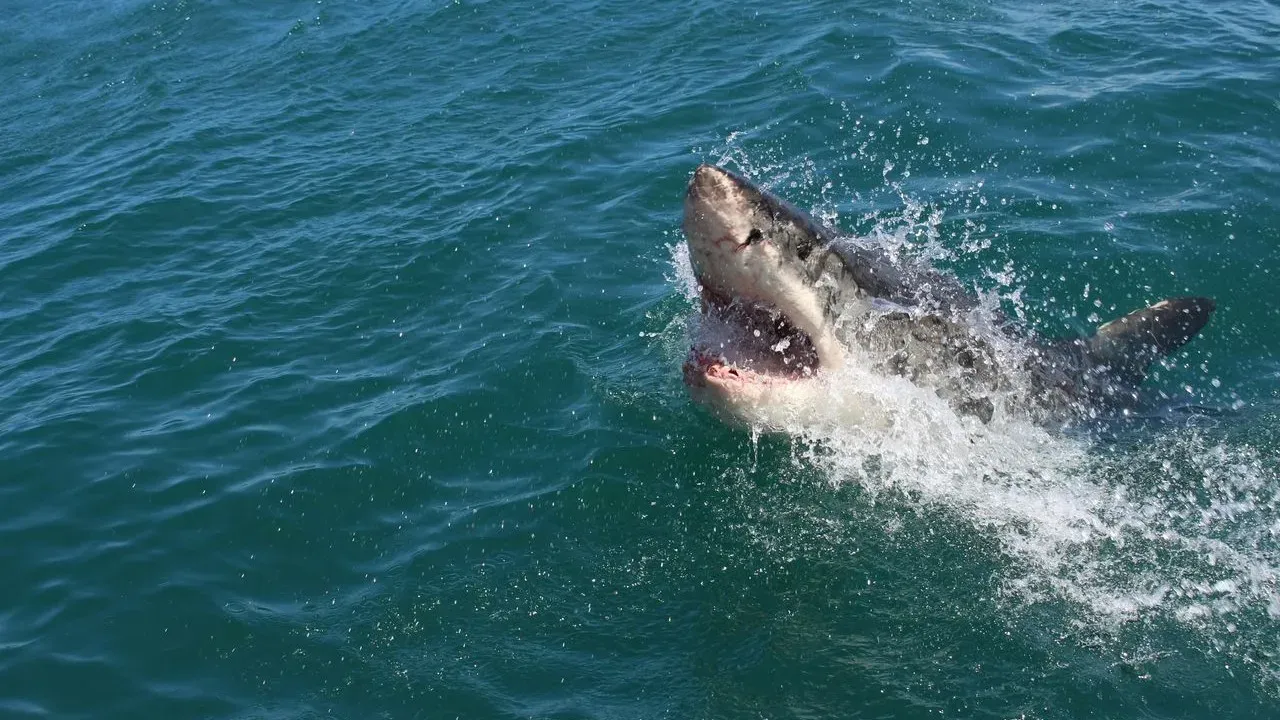 Sharks Tagged to Help Forecast Hurricanes