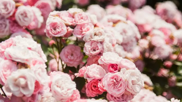 Best Season to Propagate Roses From Cuttings - Featured image