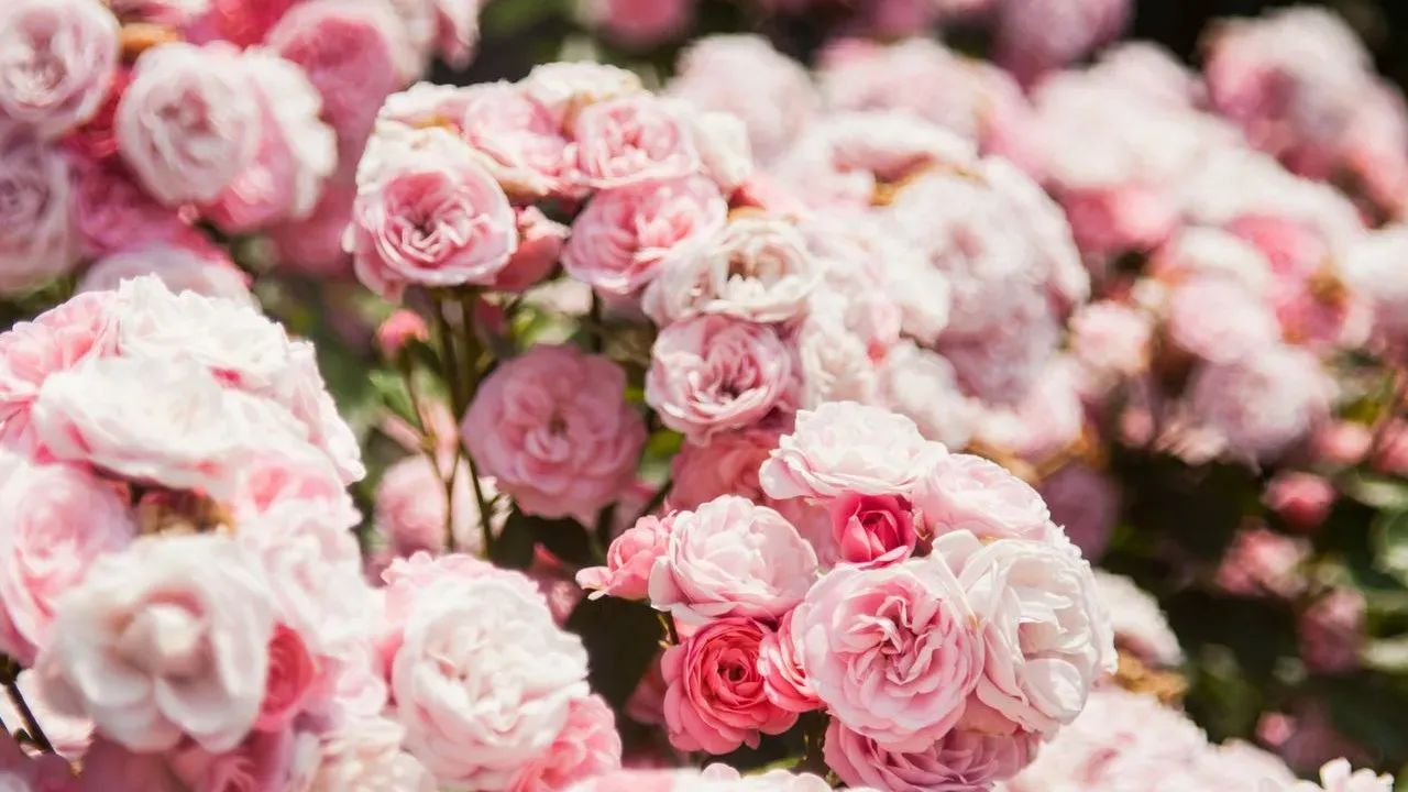 Best Season to Propagate Roses From Cuttings