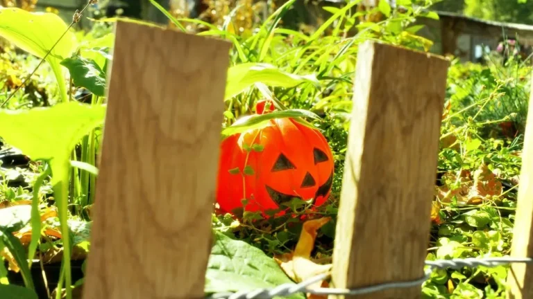 Front Yards Come Alive With Halloween Spirit - Featured image