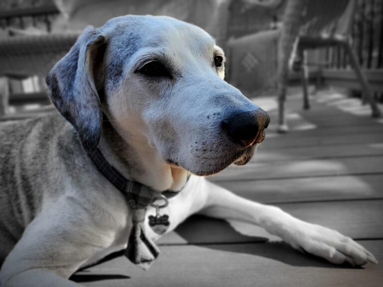 The Backyard Setup Every Senior Dog Secretly Needs - Featured image