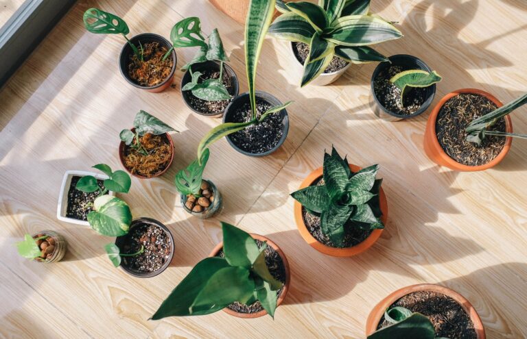 Why Some Houseplants Rotate Their Leaves Throughout the Day - Featured image