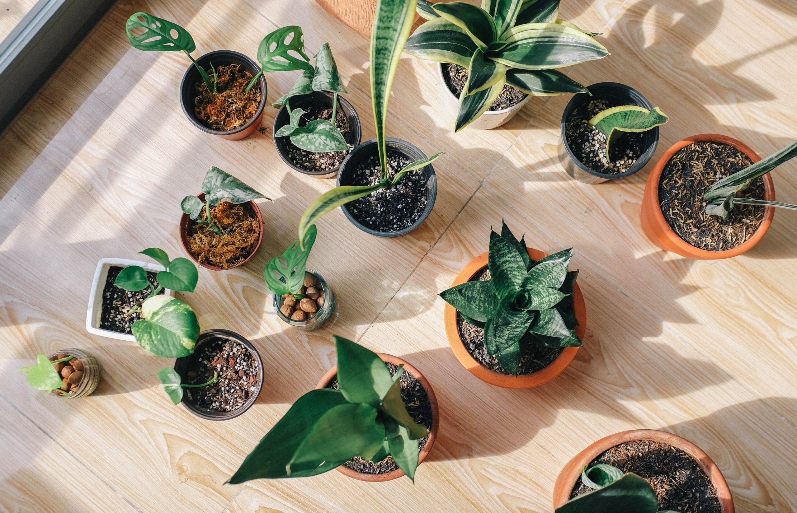 Why Some Houseplants Rotate Their Leaves Throughout the Day
