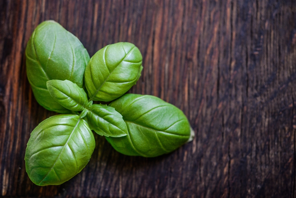Why Your Basil Keeps Wilting Even in Full Sun - Featured image