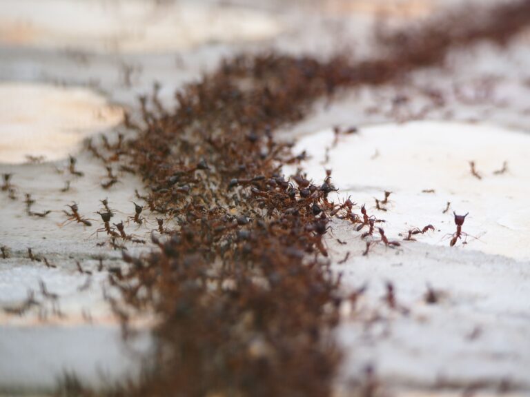 The Ant Trail Pattern That Reveals Exactly Where They're Nesting - Featured image