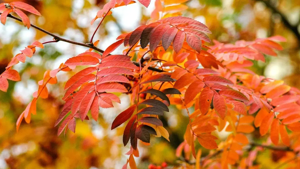 Creating Warm and Inviting Fall Gardens Through Color, Texture, and Light