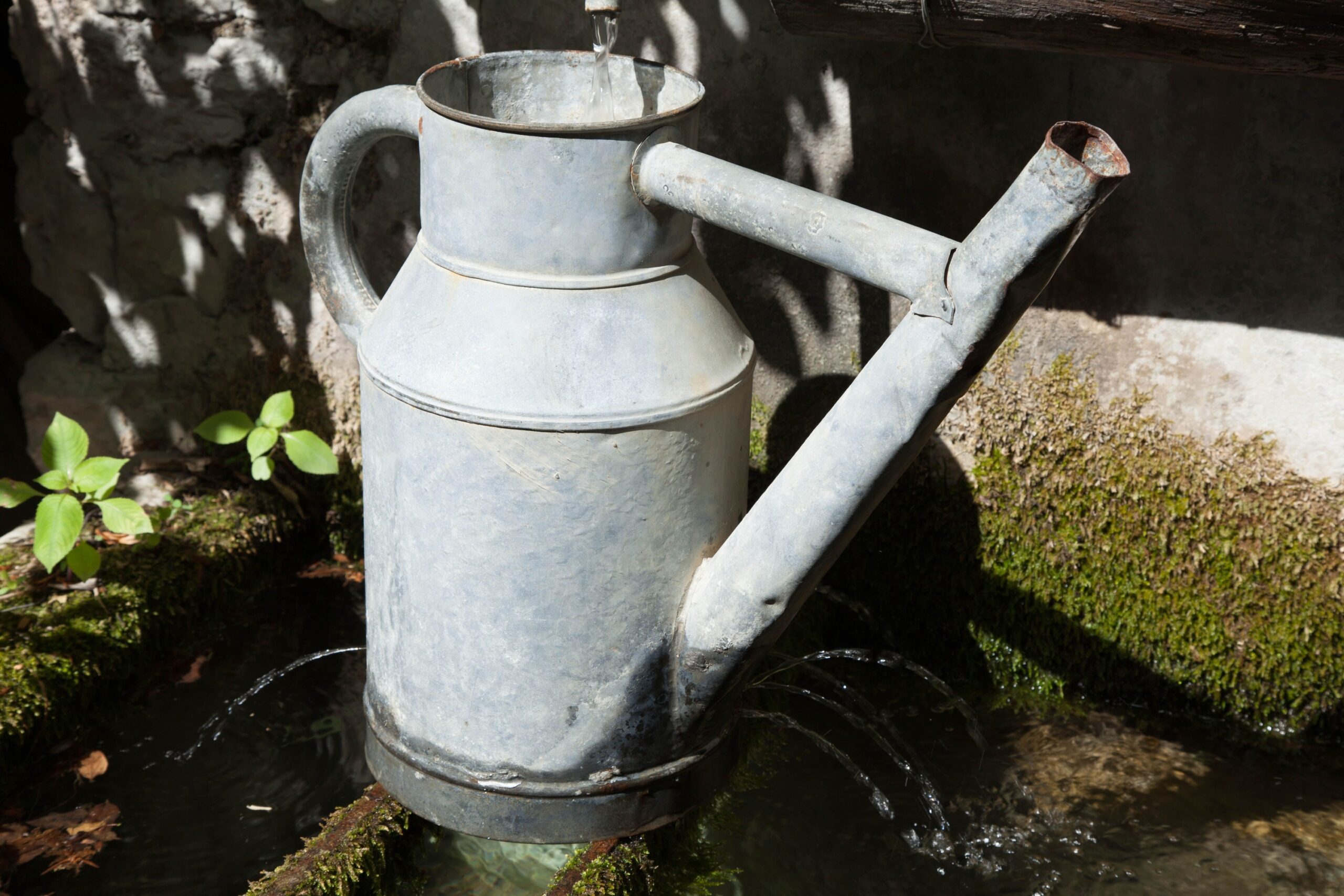 Why Vintage Watering Cans Are Becoming a Hot Antique Market
