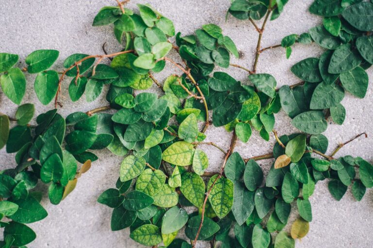 The Popular Vine You Didn't Know Was Slowly Strangling Your Tree - Featured image