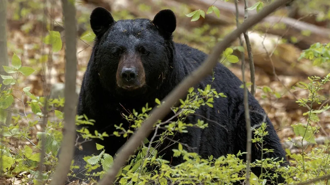 Cornell Bans Processing Bears in Dorm Kitchens